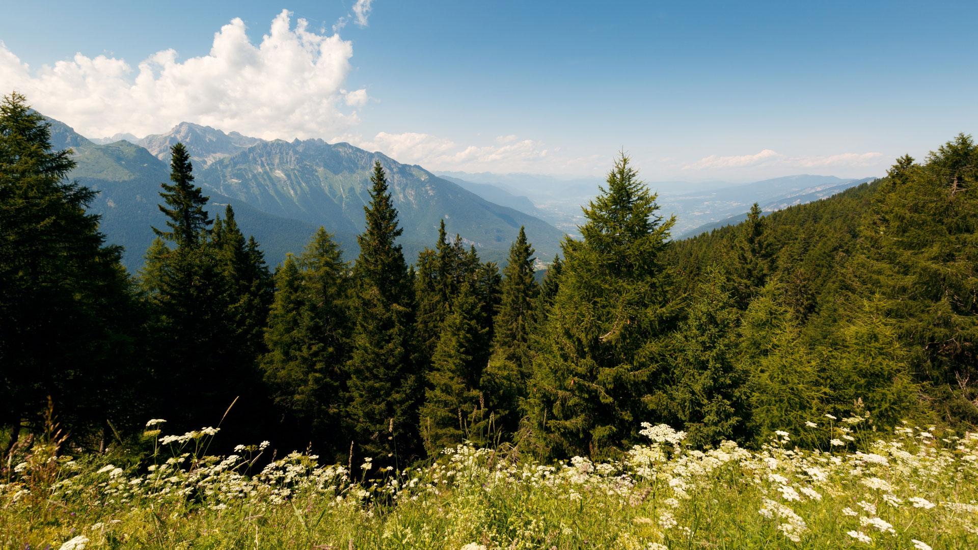 Mountain landscape with coniferous forest and wildflowers.